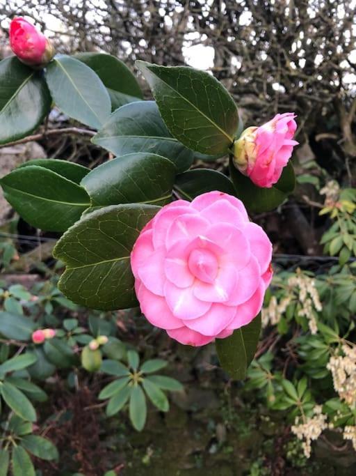 Maisonnette De Charme Les Jardins De Lou Boussac  Екстер'єр фото